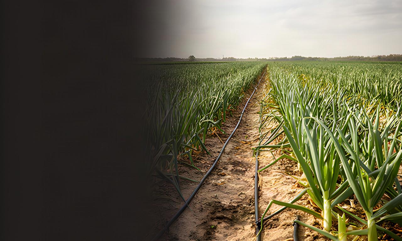 Biologisch groentebedrijf op Brabantse zandgrond met rijen druppelirrigatie tussen jonge preiplanten