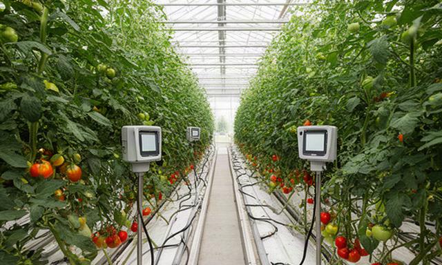 Moderne tomatenkas in Asten met druppelirrigatie en sensoren tussen de planten